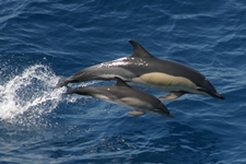 dolphin at caribe resort orange beach